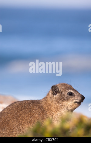 Hyrax Rock dassie ou assis sur des pierres sur la côte, avec l'océan en arrière-plan Banque D'Images