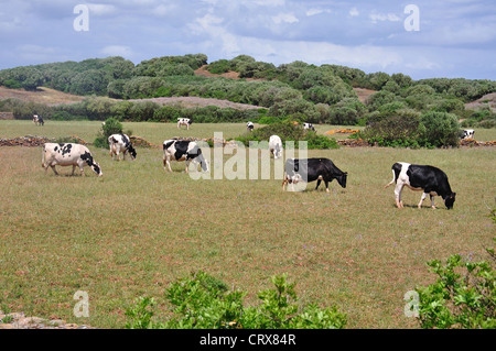 Les vaches frisonnes en champ, Es Mercadal, Minorque, Iles Baléares, Espagne Banque D'Images