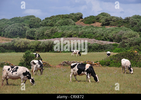 Les vaches frisonnes en champ, Es Mercadal, Minorque, Iles Baléares, Espagne Banque D'Images