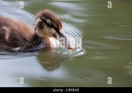 Le Canard colvert (Anas platyrhynchos) ducking Banque D'Images