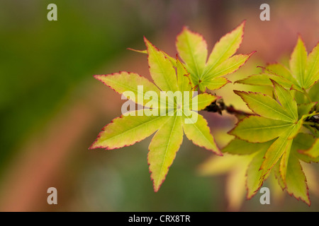 Acer palmatum 'Sango-kaku'. L'érable écorce corail Banque D'Images