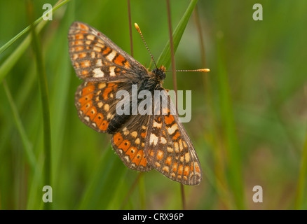 Homme Marsh fritillary butterfly reposant sur tige de roseau Banque D'Images