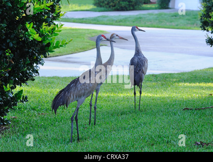 Famille de trois grues marche sur pelouse. Banque D'Images