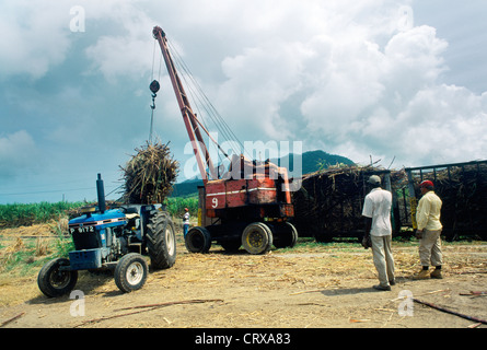 La récolte de la canne à sucre de St Kitts Banque D'Images