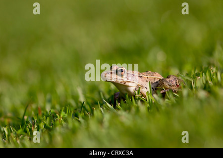 Grenouille, ouaouaron américain, Rana catesbeiana Banque D'Images