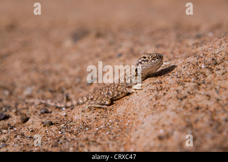 Crapaud d'Agama à tête (Phrynocephalus arabicus), Dubaï, Émirats Arabes Unis Banque D'Images