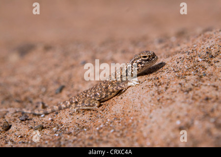 Crapaud d'Agama à tête (Phrynocephalus arabicus), Dubaï, Émirats Arabes Unis Banque D'Images