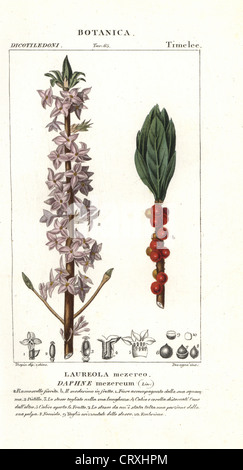 Mezereon, Daphne mezereum. Banque D'Images