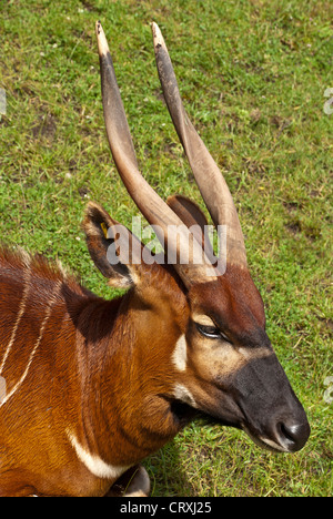 Antilope Bongo Banque D'Images