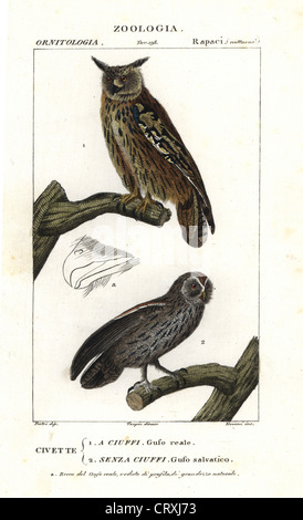 Grand-d'Amérique, Bubo bubo, et Chouette hulotte ou Brown Owl, Strix Aluco enr. Banque D'Images