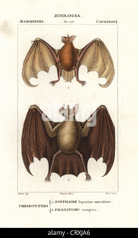 Une plus grande chauve-souris bouledogue ou pêcheur Noctilio leporinus, chauve-souris, et une plus grande lance-nosed bat, Phyllostomus hastatus. Banque D'Images