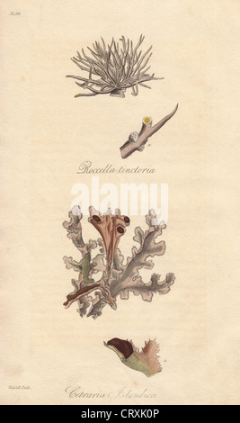 Roccella tinctoria, et le lichen d'Islande Cetraria islandica,. Banque D'Images