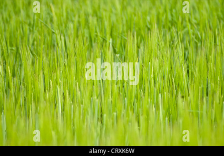 Abstract close up de plus en plus d'herbe vert vif dans le champ. Banque D'Images