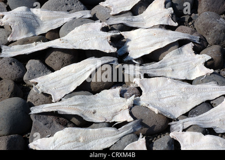 Le séchage du poisson sur les roches, Ísafjörður, en Islande, Fjords de l'Ouest Banque D'Images