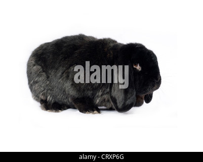 Lapin bélier noir sur fond blanc Banque D'Images