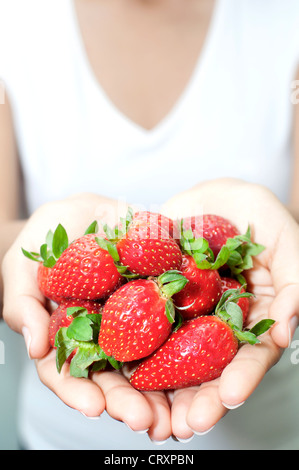 Fraises a eu lieu sur les plants de fraisier Banque D'Images