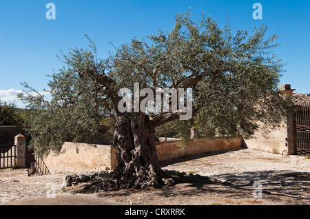 Un ancien olivier dans la cour de la Villa Fegotto, Chiaramonte Gulfi, Sicile, Italie (utilisé comme emplacement pour la série de TV de l'inspecteur Montalbano) Banque D'Images
