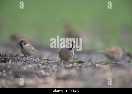 Canard pilet, Passer montanus, d'alimentation sur le terrain, East Yorkshire, UK Banque D'Images