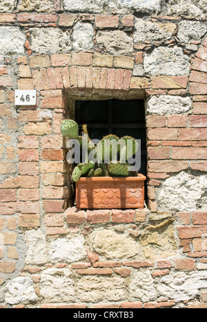 Grand pot en terre cuite de Cactus sur la petite fenêtre à Montepulciano Italie Banque D'Images