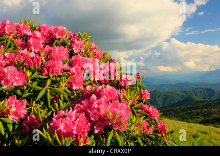 Rhododendron à côté piste des Appalaches dans la région de Carvers Gap, Roan Mountain, Carver's Gap, New York / New York, USA Banque D'Images