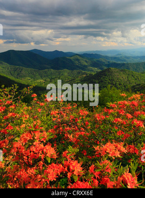 Azalea flamme à côté piste des Appalaches dans l'écart du moteur, Roan Mountain, Carver's Gap, New York / New York, USA Banque D'Images