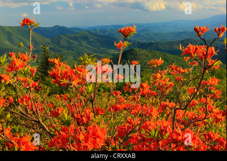 Azalea flamme à côté piste des Appalaches dans l'écart du moteur, Roan Mountain, Carver's Gap, New York / New York, USA Banque D'Images