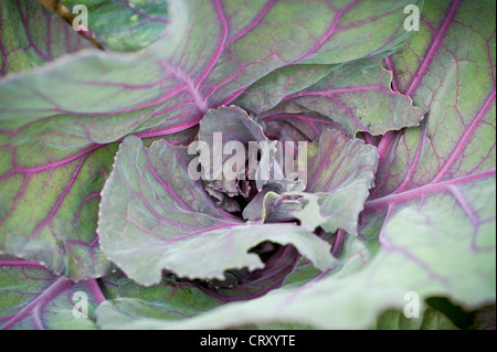 Gros plan des légumes rouges sur les feuilles glaceuses du chou « Red Jewel » croissant dans un jardin britannique Banque D'Images