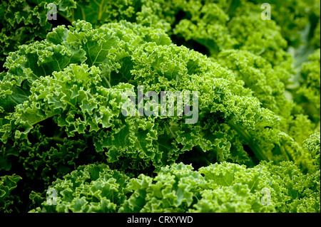 Brassica oleracea - communément connu sous le nom de Curly Kale Banque D'Images