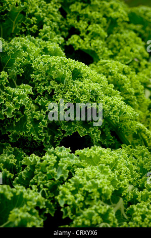 Brassica oleracea - communément connu sous le nom de Curly Kale Banque D'Images