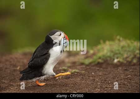 Les macareux sur l'île de Skomer avec anguille de sable Banque D'Images