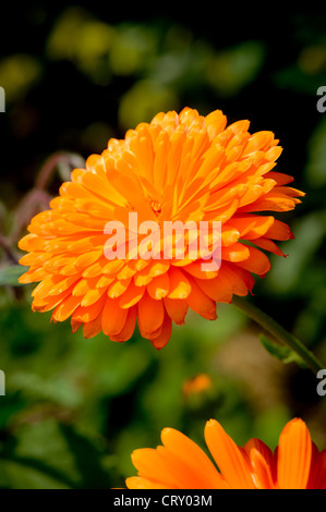 Orange Marigold Banque D'Images
