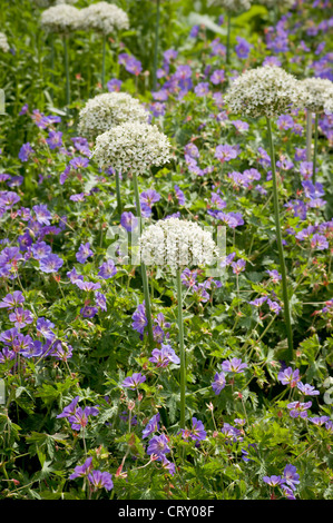 Des alliums blancs sous plantées de rozanne de géranium pourpre poussant dans un jardin de York.ROYAUME-UNI Banque D'Images