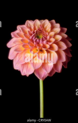 Dahlia pompon photographié avec Rodenstock Imagon-Soft focus lens Banque D'Images