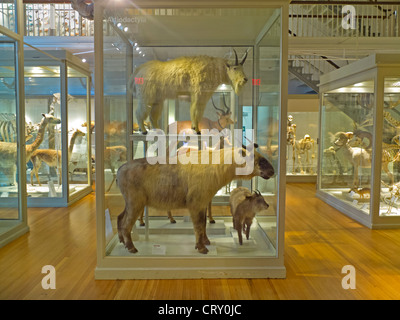 Le Musée d'histoire naturelle de Harvard à Boston, MA Banque D'Images