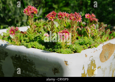 Sempervivum arachnoideum - Houseleeks ou Liveforever fleurs succulentes alpines plantés dans ancien évier de cuisine. Banque D'Images