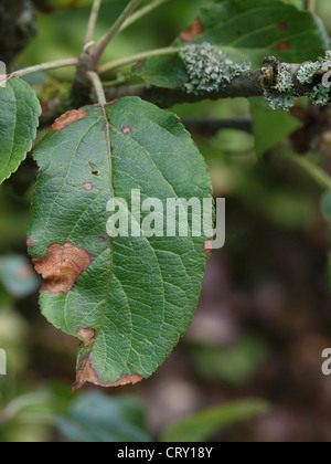 Les lésions causées par le champignon Alternaria sur feuille de pommier malade Banque D'Images