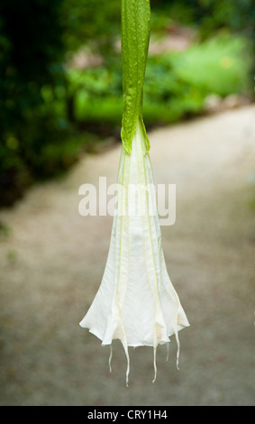 La trompette d'ange blanc à Grand Cayman Botanic Park Banque D'Images