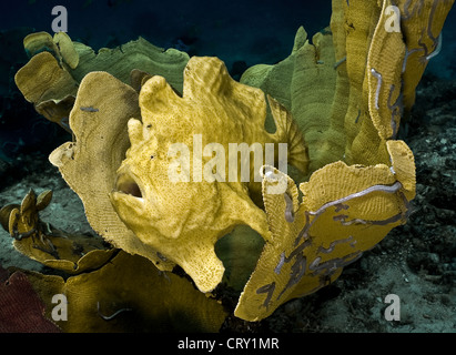 Poisson grenouille géant dans une phase jaune prêt à nager d'une grande éponge à oreilles d'éléphant jaune Banque D'Images