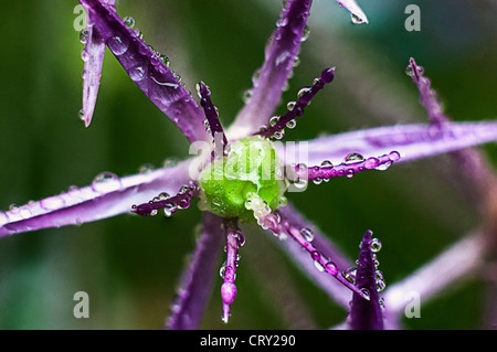 Allium purple flower macro photographie avec des gouttelettes de pluie sur les pétales Banque D'Images