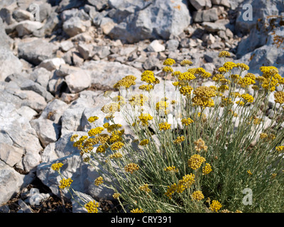 Une floraison de bush Helichrysum italicum daisy parmi les roches Banque D'Images