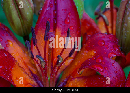 Lilium 'Orange' avec les gouttelettes d'eau Banque D'Images