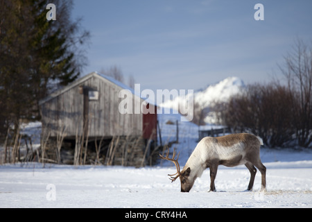 Le pâturage des rennes dans la neige dans le paysage de l'Arctique, l'île de Kvaloya Kvaløysletta à Tromso, en Norvège du Nord Cercle Arctique Banque D'Images