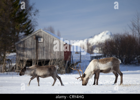 Troupeau de rennes dans la neige dans le paysage de l'Arctique, l'île de Kvaloya Kvaløysletta à Tromso, en Norvège du Nord Cercle Arctique Banque D'Images