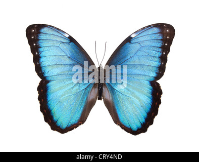 Papillon Bleu isolated on White Banque D'Images