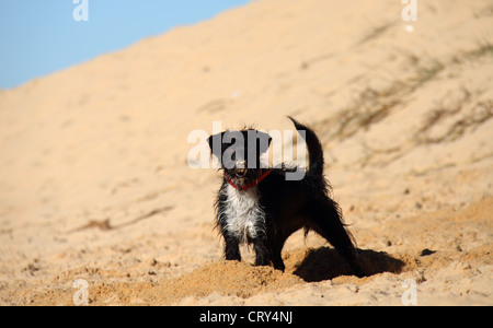 Jack Russell Terrier caniche miniature cross Banque D'Images