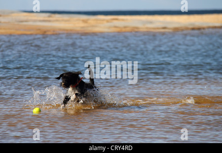 Jack Russell Terrier caniche miniature cross Banque D'Images