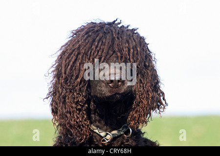 Irish Water Spaniel, portrait d'adulte Banque D'Images