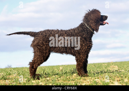 Irish Water Spaniel. Vu l'article adultes sur-côté Banque D'Images