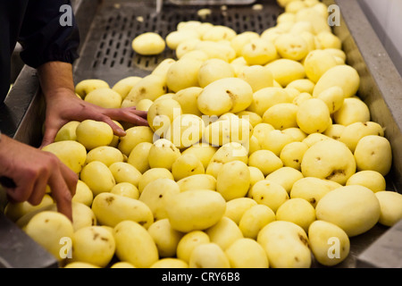 Les pommes de terre lavées et préparées pour la friture de La friterie Gloucestershire, Royaume-Uni Banque D'Images