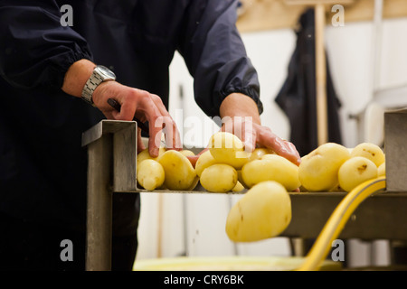 Les pommes de terre lavées et préparées pour la friture de La friterie Gloucestershire, Royaume-Uni Banque D'Images